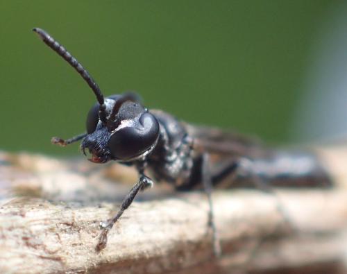 Trypoxylon beaumonti